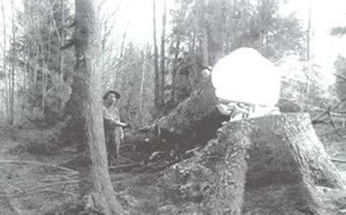 A logger and a felled tree